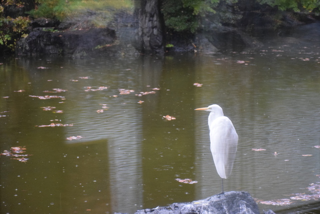 DSC_0486.JPG