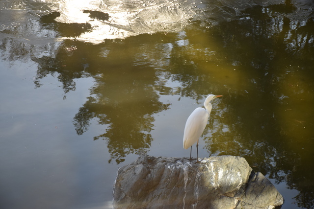 DSC_0404.JPG